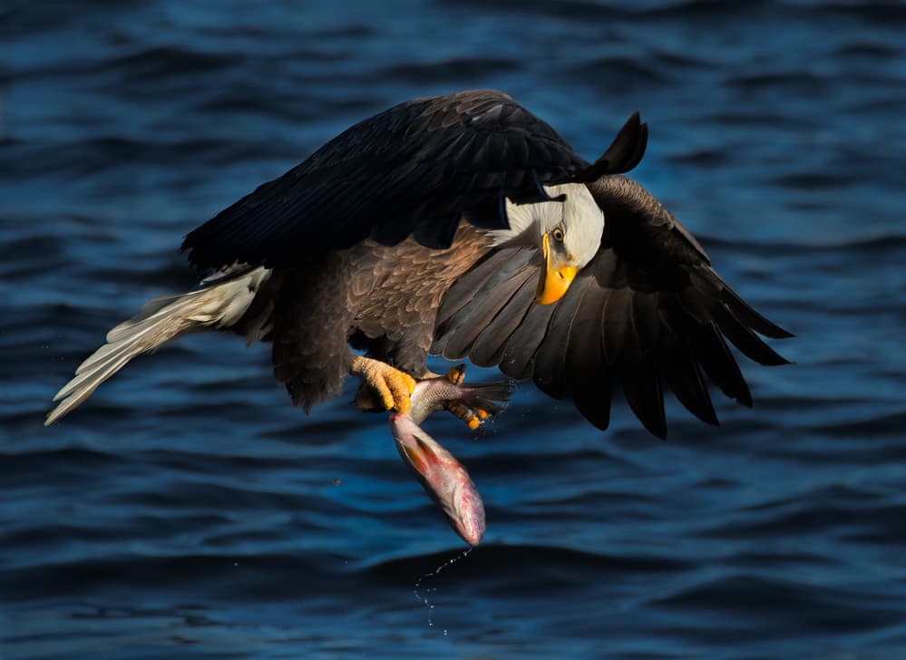 Bald Eagle Fishing by Kevin Wang — canvas wall art