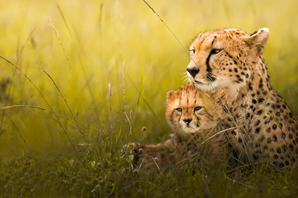 Cheetah Mother Cub by Ahmed Sobhi — canvas wall art