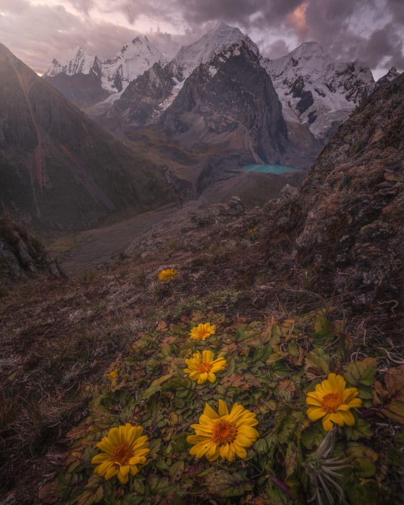 Majestic Mountain Lake Flowers by Baldea Victor-Emilian — canvas wall art