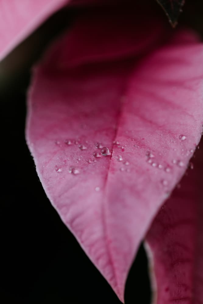 Fresh Pink Leaf Dew by Javier Pardina — canvas wall art