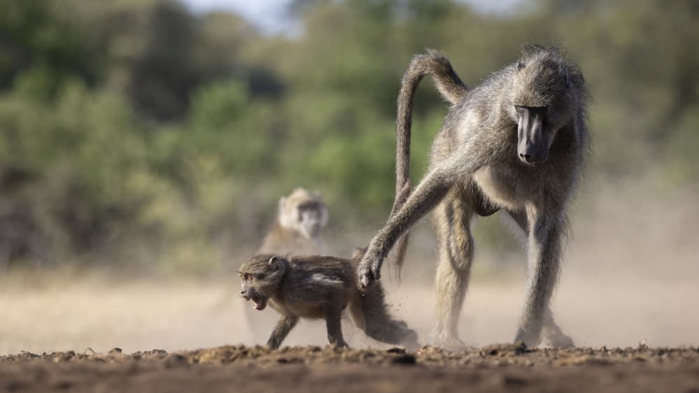 Baboon Family on Safari by Clint Ralph — canvas wall art