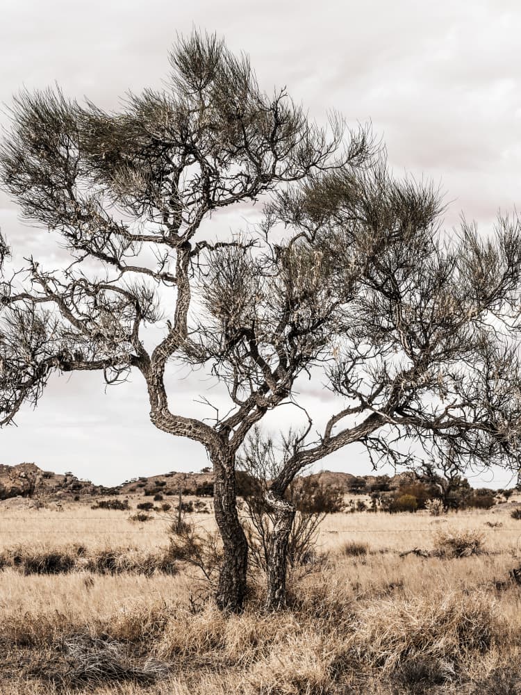 Solitary Desert Tree by Lila &amp; Lola — canvas wall art