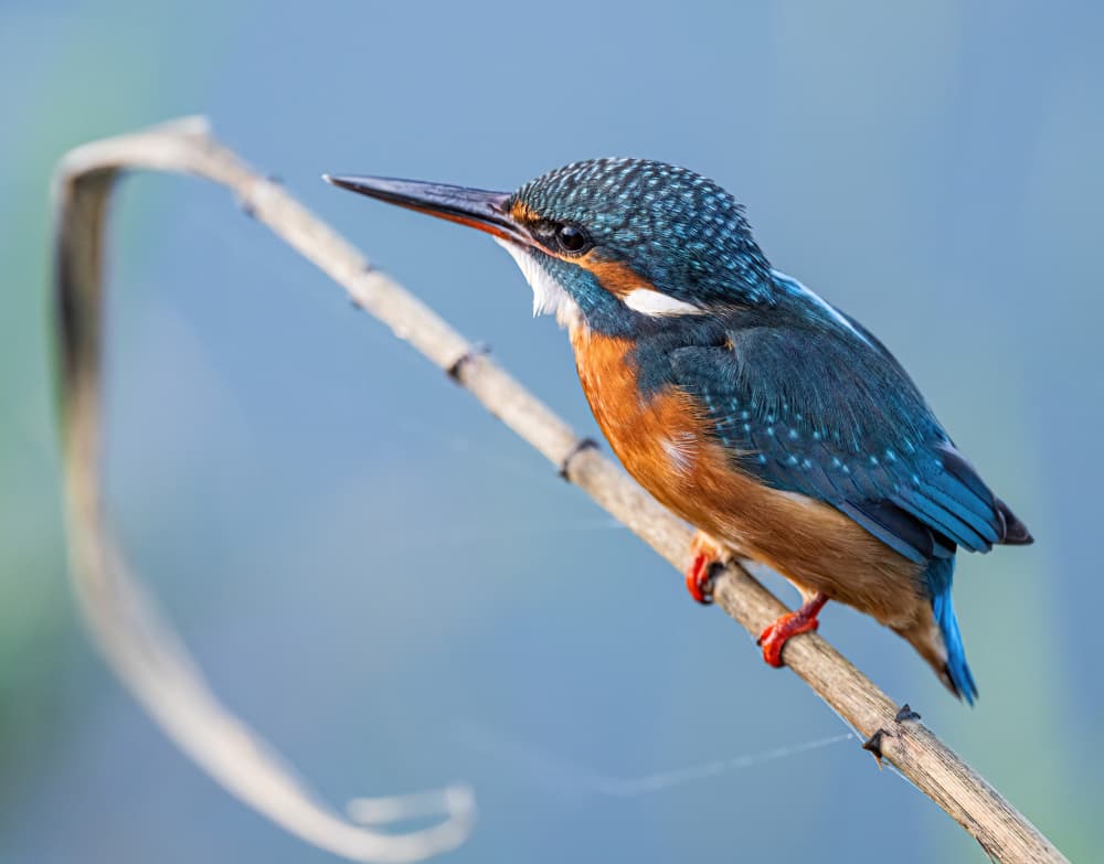 Blue Kingfisher Perched by Eldad Levin — canvas wall art