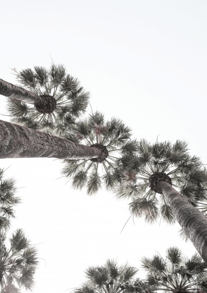 Skyward Palms by Shot by Clint — canvas wall art