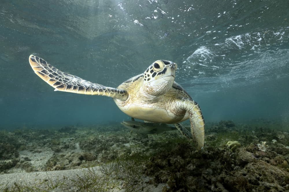 Sunlit Sea Turtle by Serge Melesan — canvas wall art