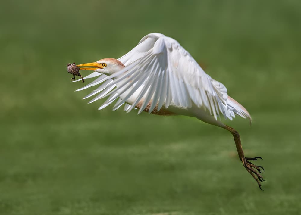 Egret Catching Prey by Jennifer Lu — canvas wall art