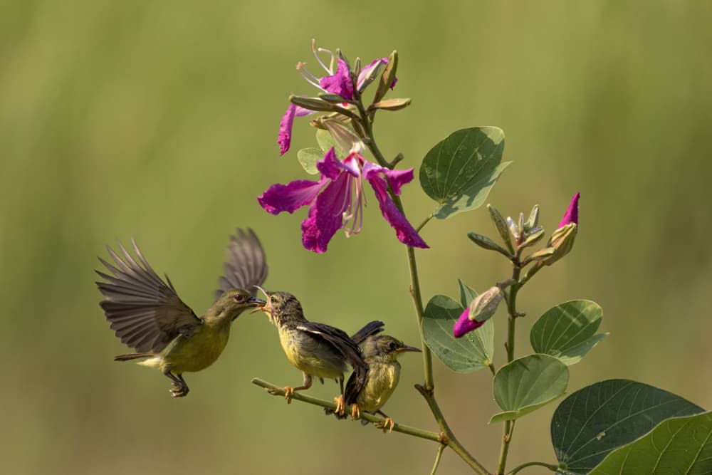 Nurturing Sunbird Family by Lisdiyanto Suhardjo — canvas wall art