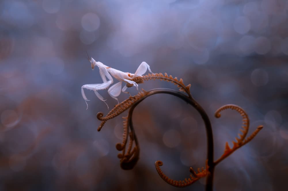 Dreamy Orchid Mantis by Edy Pamungkas — canvas wall art