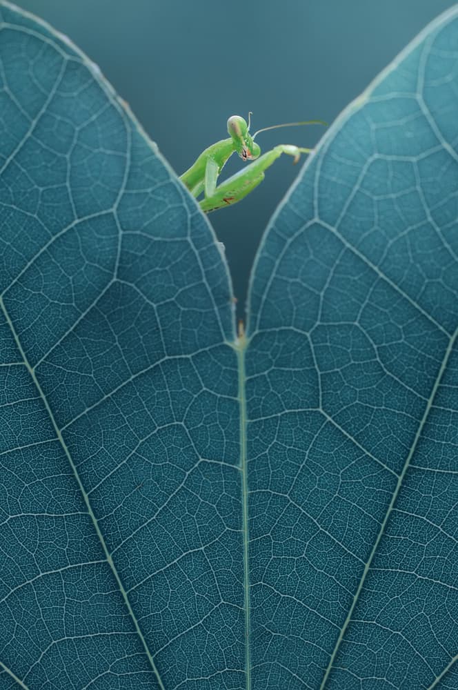 Peeking Praying Mantis by Edy Pamungkas — canvas wall art