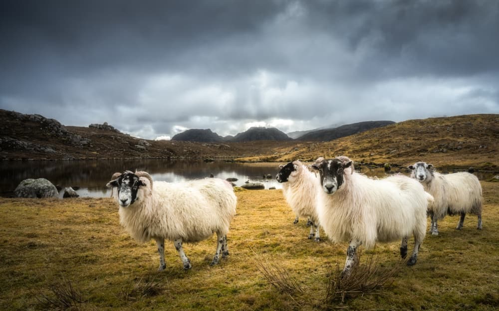Rugged Mountain Sheep by Ulrike Eisenmann — canvas wall art