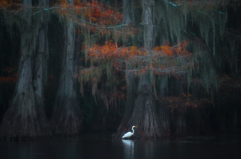 Misty Cypress Egret by Catherine Wang — canvas wall art