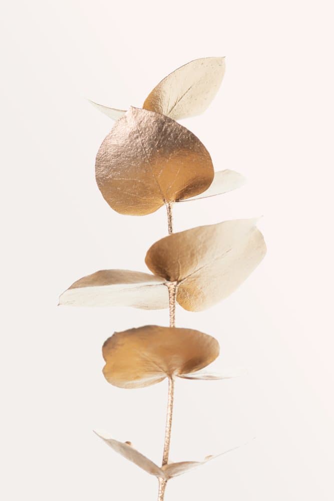 Golden Eucalyptus Stem by Pictufy Studio III — canvas wall art