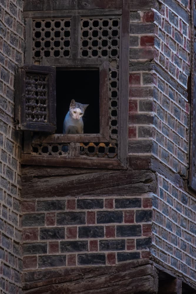 Curious Cat Window by hishamtwhed — canvas wall art