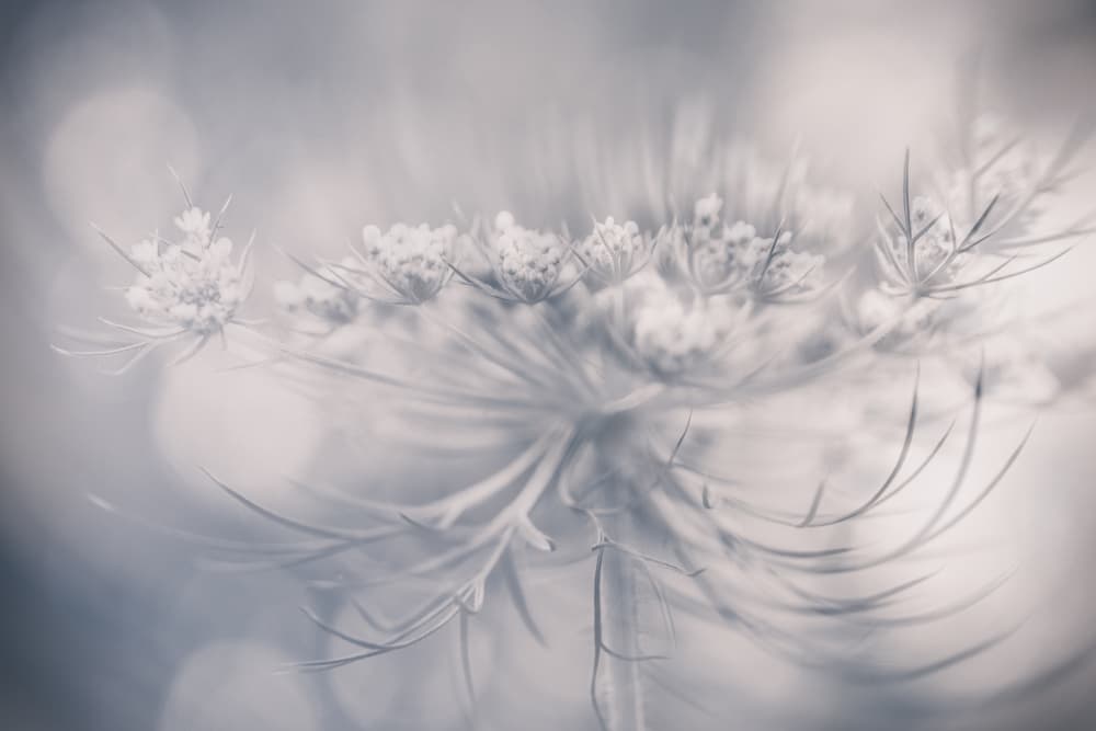 Dreamy Delicate Bloom by carmenvillar — canvas wall art