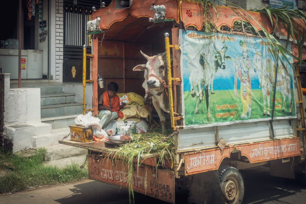 Holy Cow On Truck by Alan Kwang — canvas wall art
