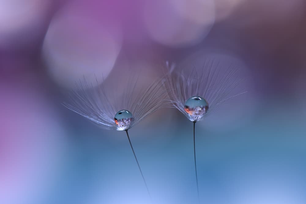 Dandelion Dew Reflections by Juliana Nan — canvas wall art