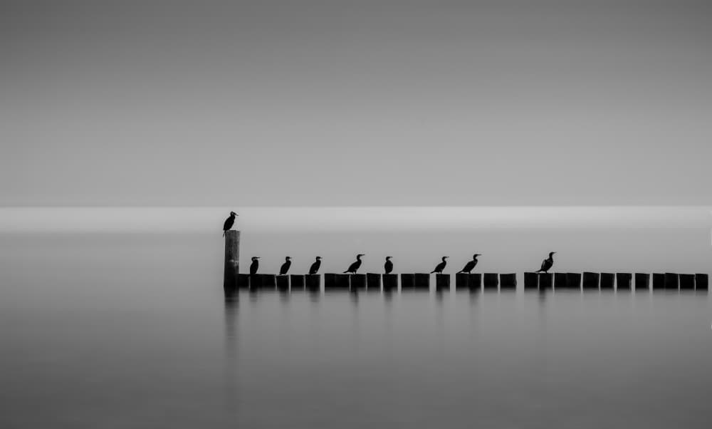 Birds On Posts by Gabriel Jakab — canvas wall art