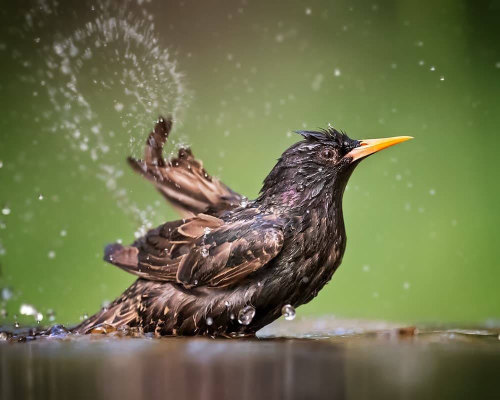 Splashing Starling Bath by Annie Poreider — canvas wall art