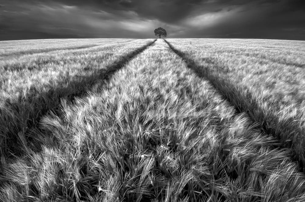 Path To Lone Tree by Piotr Krol (Bax) — canvas wall art