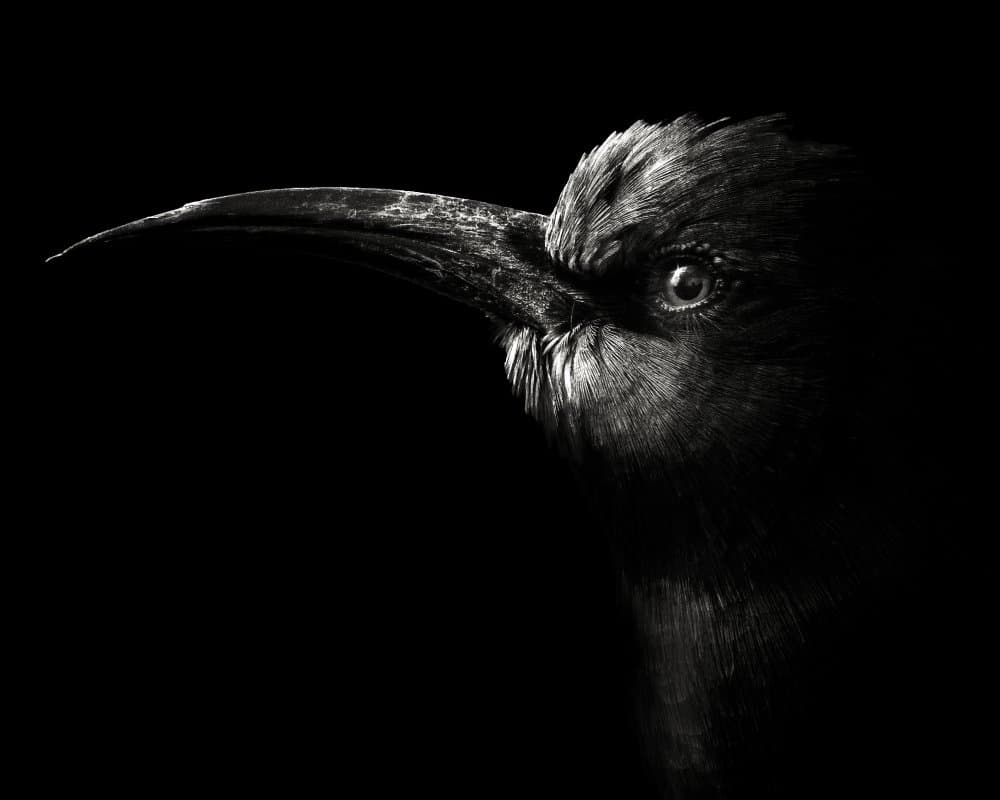 Mysterious Bird Profile by Christian Meermann — canvas wall art