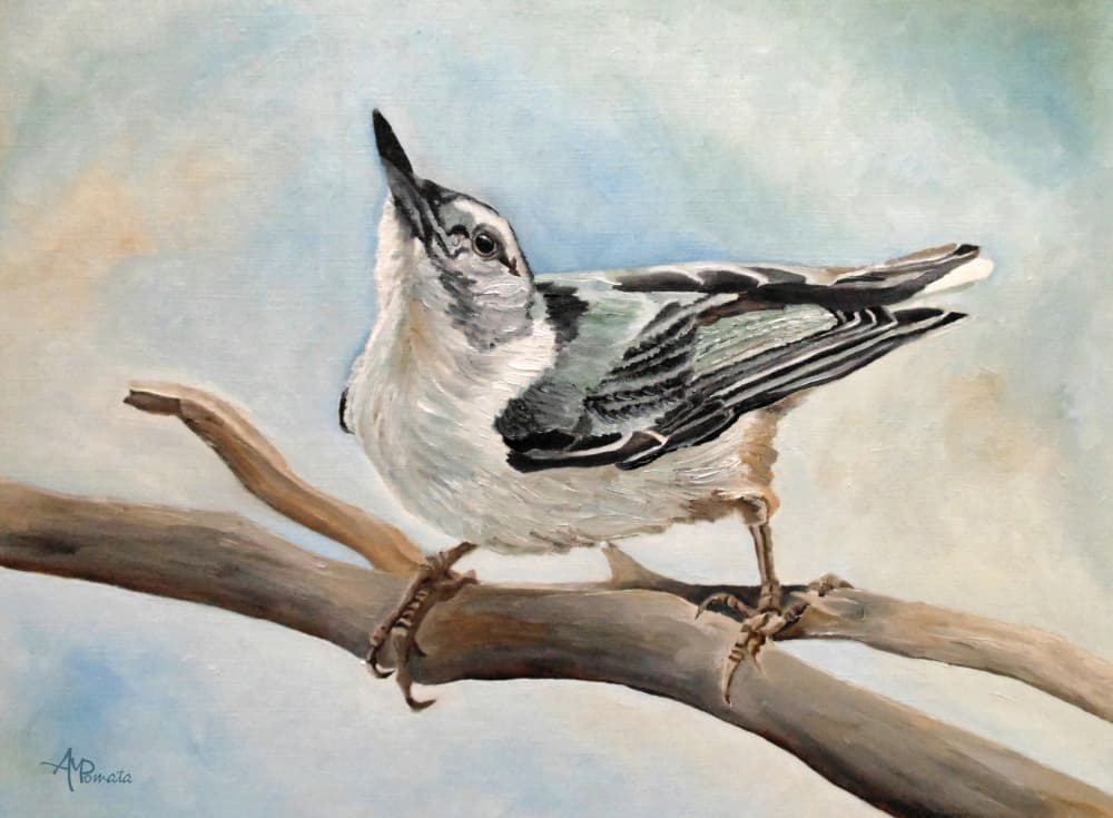 Nuthatch On Branch by Angeles M. Pomata — canvas wall art