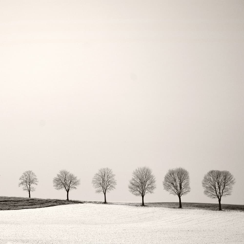 Winter Tree Line by Lena Weisbek — canvas wall art