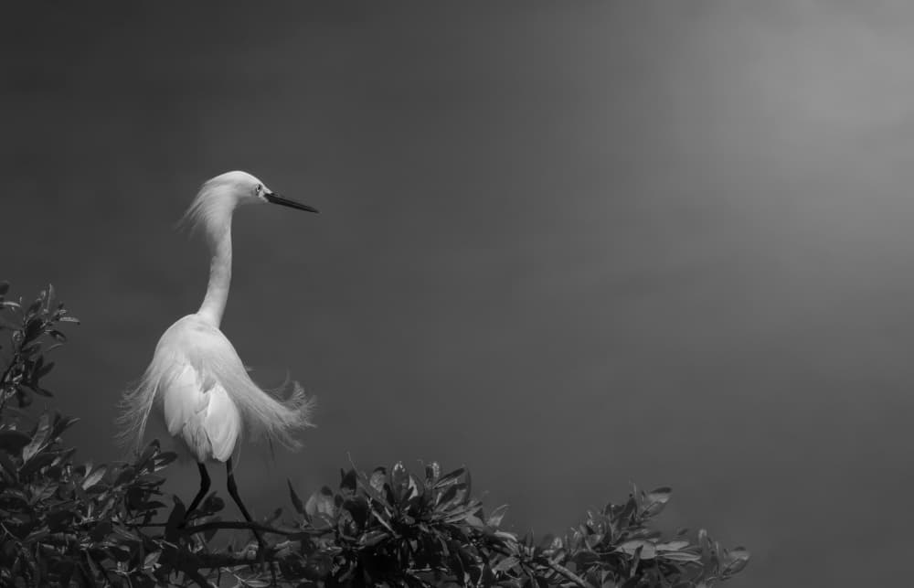 Elegant White Egret by Yi Pan — canvas wall art