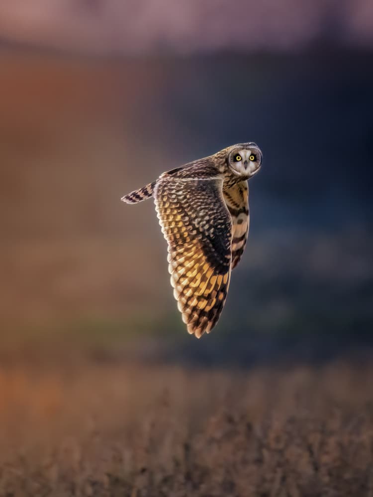 Owl In Golden Flight by Jacob (Jian) Xu — canvas wall art