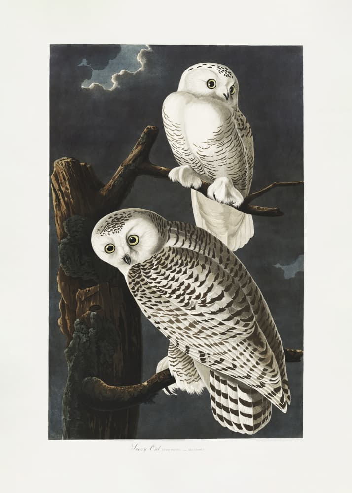 Snowy Owl From Birds of America (1827) by John James Audubon — canvas wall art