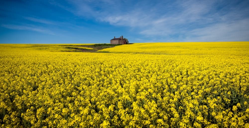 Golden Field Country House by Peter Elgar — canvas wall art