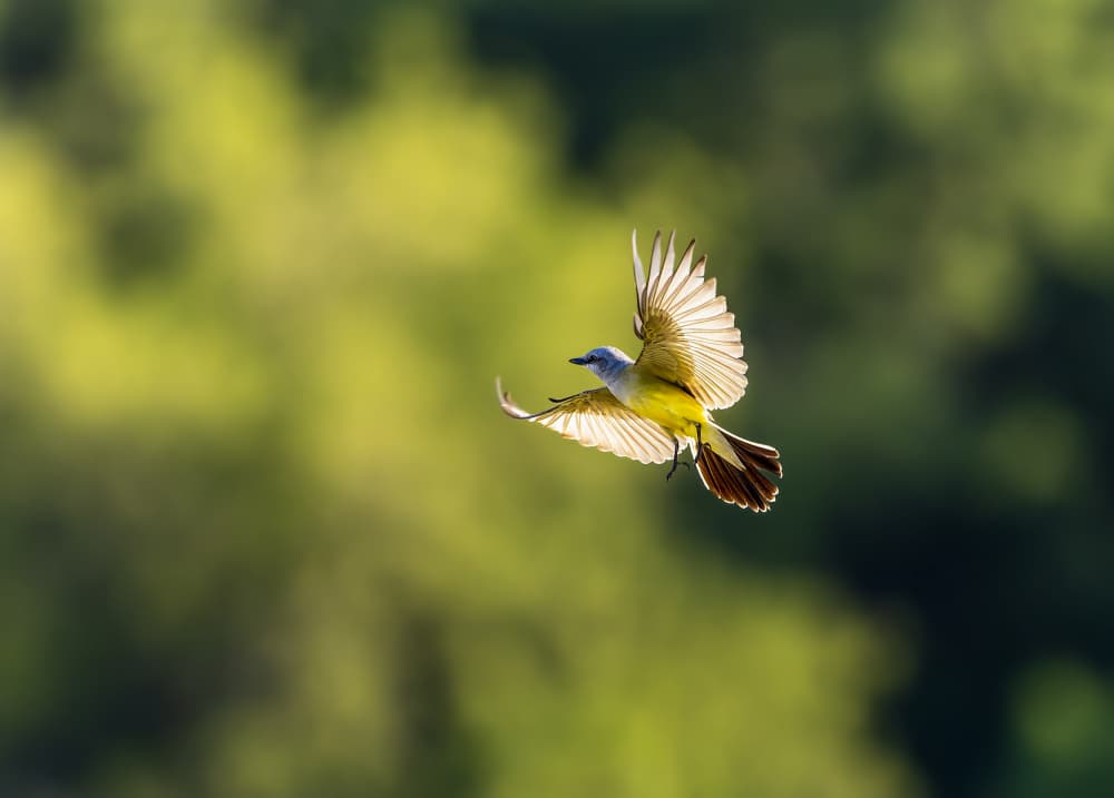 Vibrant Yellow Bird by Ozan AKTAS — canvas wall art