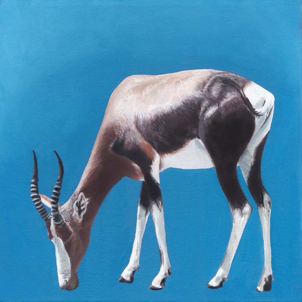 Bontebok Against Blue by Viccy Wanliss — canvas wall art