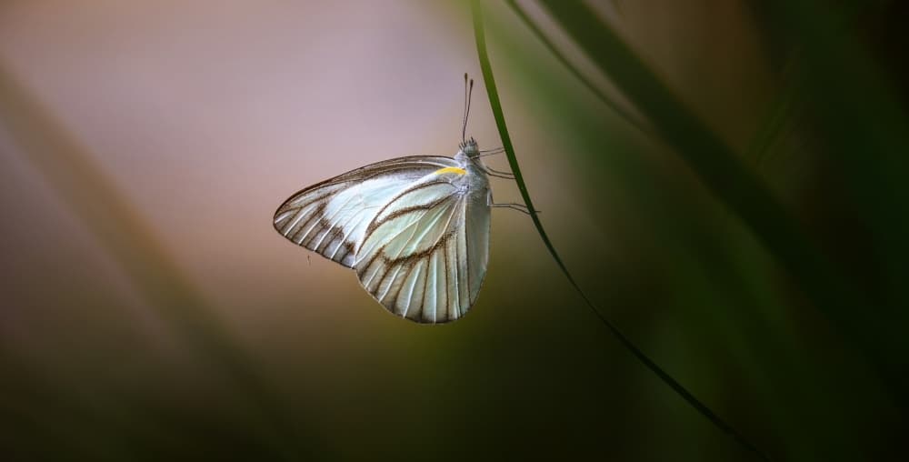 Delicate White Butterfly by Fahmi Bhs — canvas wall art