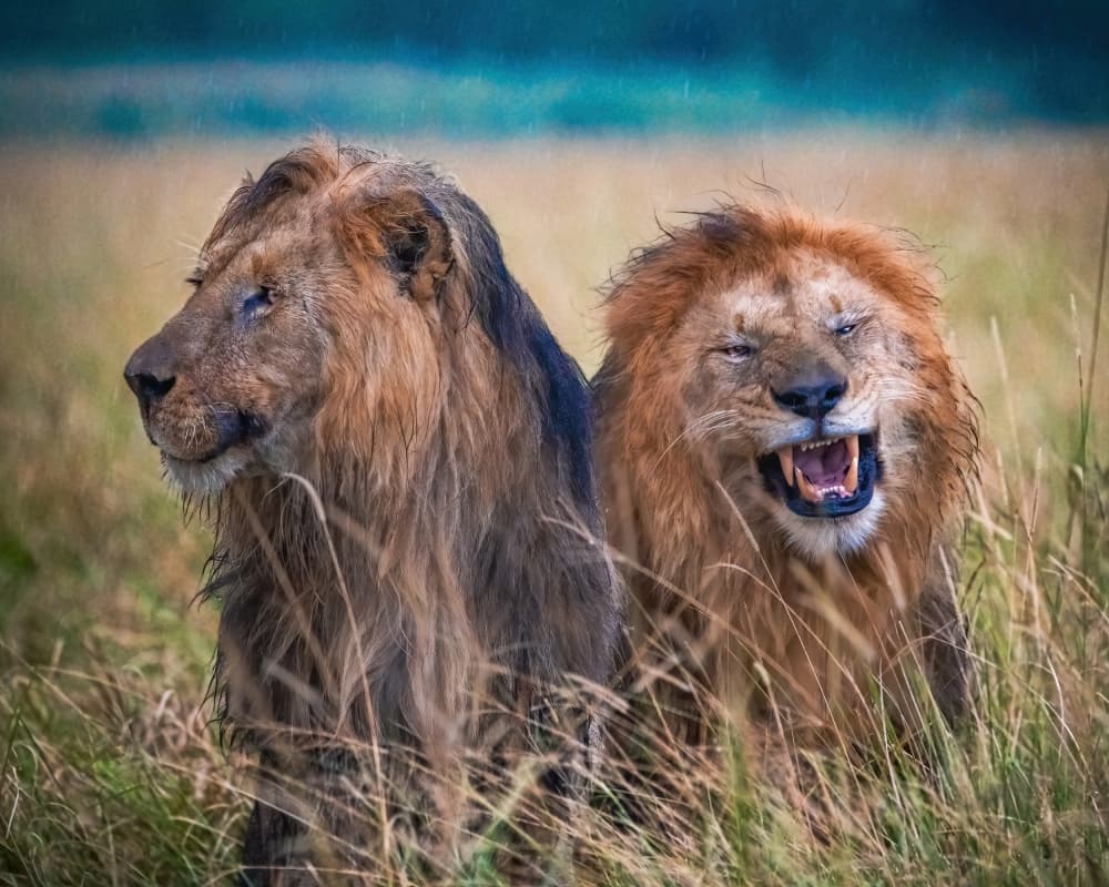 Expressive Lions In Rain by Amro — canvas wall art