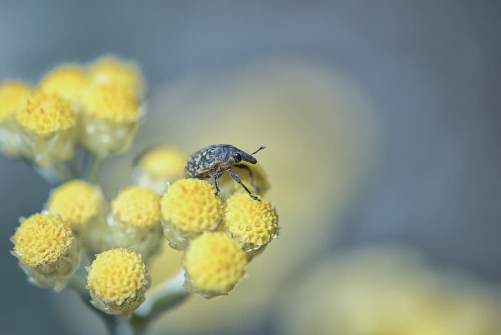 Tiny Weevil Yellow Flowers by Maryse Dardaillon — canvas wall art