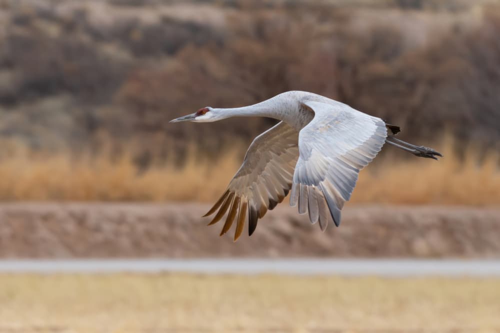 Sandhill Crane in Flight by Guy Wilson — canvas wall art