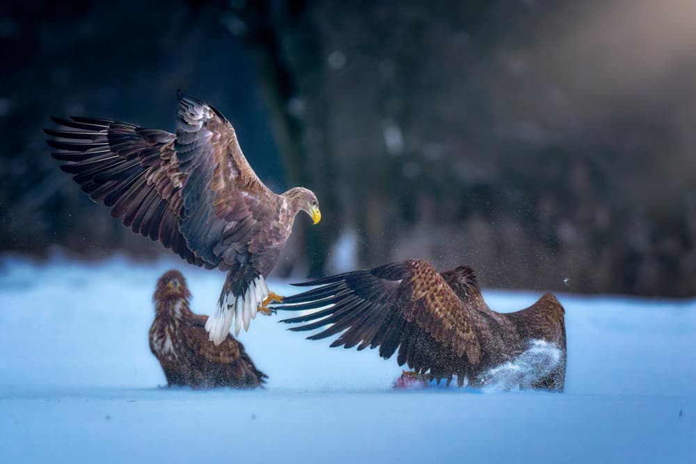 Winter Eagle Battle by Ricardo Gayan — canvas wall art