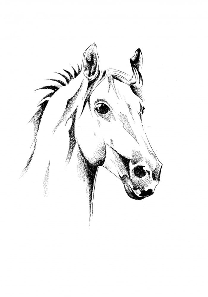 Graceful Horse Portrait by Kulik — canvas wall art