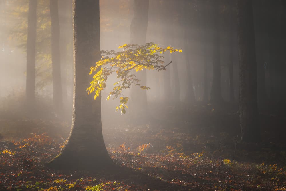 Sunlit Autumn Glow by Alexandru Ionut Coman — canvas wall art