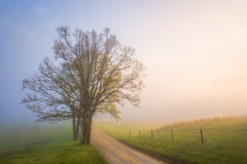 Misty Country Road Tree by John Fan — canvas wall art