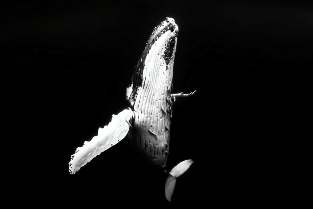 Majestic Whale Ascending by Serge Melesan — canvas wall art