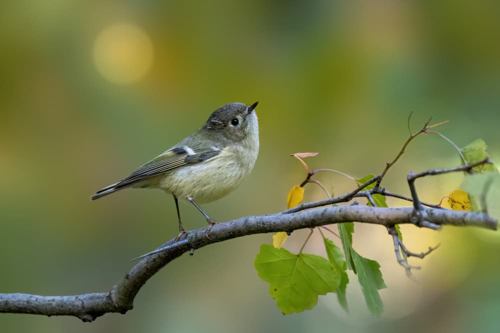 Small Bird On Branch by Jacob (Jian) Xu — canvas wall art