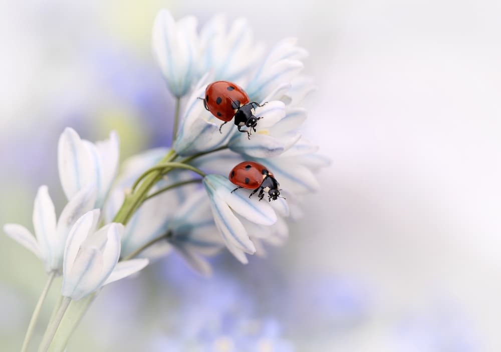 Ladybugs on White Blooms by Ellen van Deelen — canvas wall art