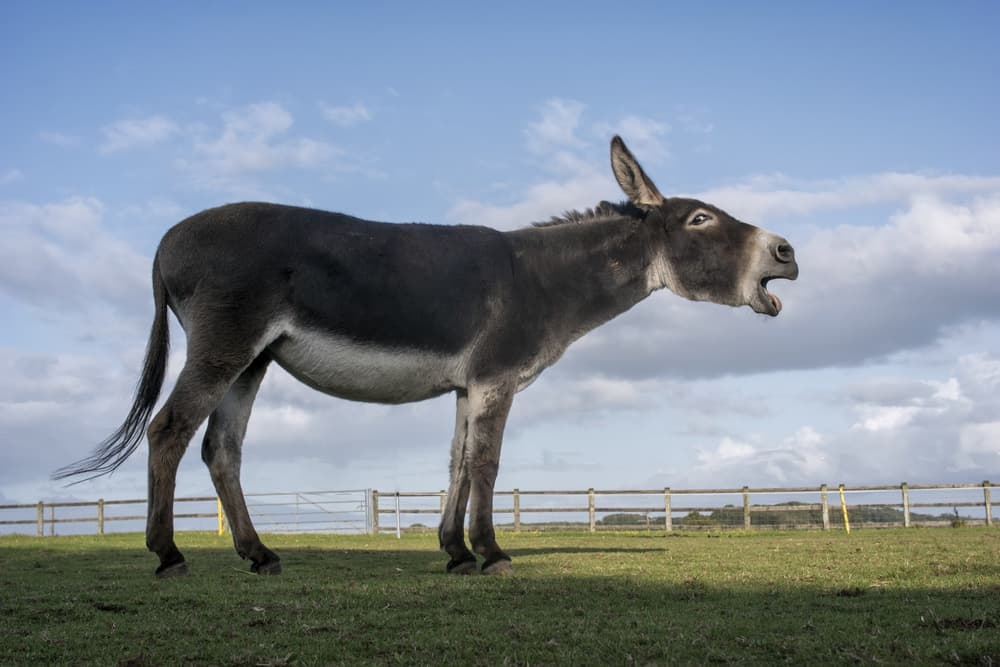 Braying Donkey by Gert van den Bosch — canvas wall art