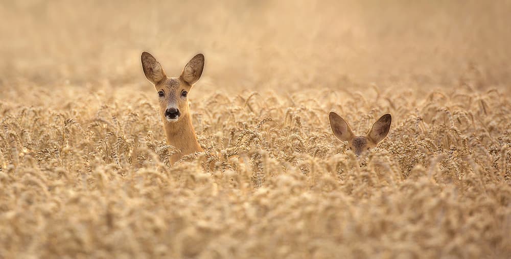 Curious Deer in Golden Wheat by Allan Wallberg — canvas wall art