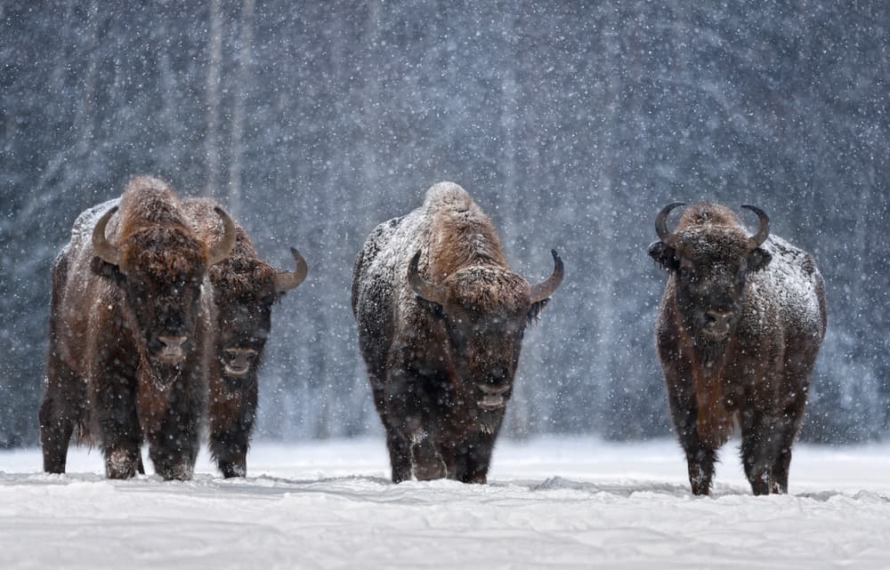 European Bison Snowfall by Vlad Sokolovsky — canvas wall art