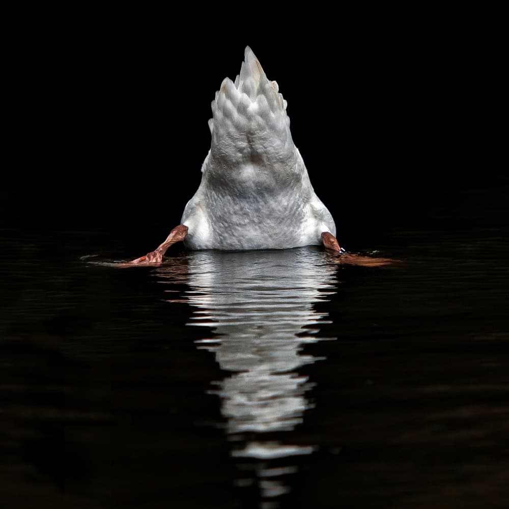 Upside Down Duck by Piet Flour — canvas wall art