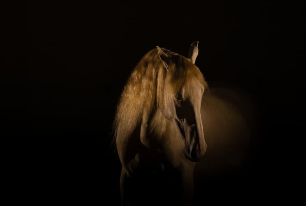 Golden Horse Portrait by Izabela Ciepła — canvas wall art