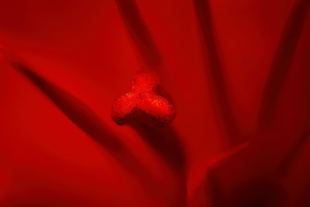 Vibrant Red Blossom by Bassant Meligy — canvas wall art