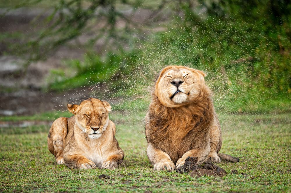 Joyful Lion Shake by Massimo Felici — canvas wall art